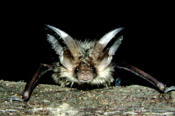 Long eared bat